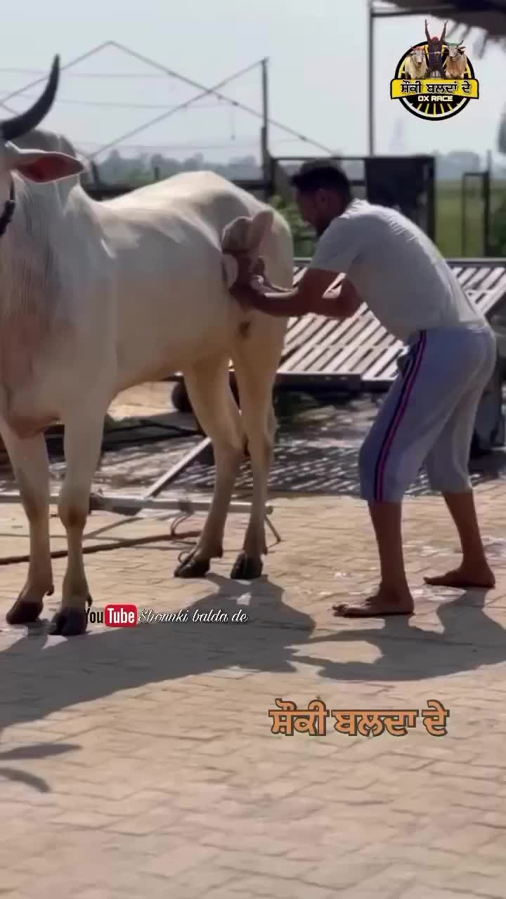 @shounki_balda_de