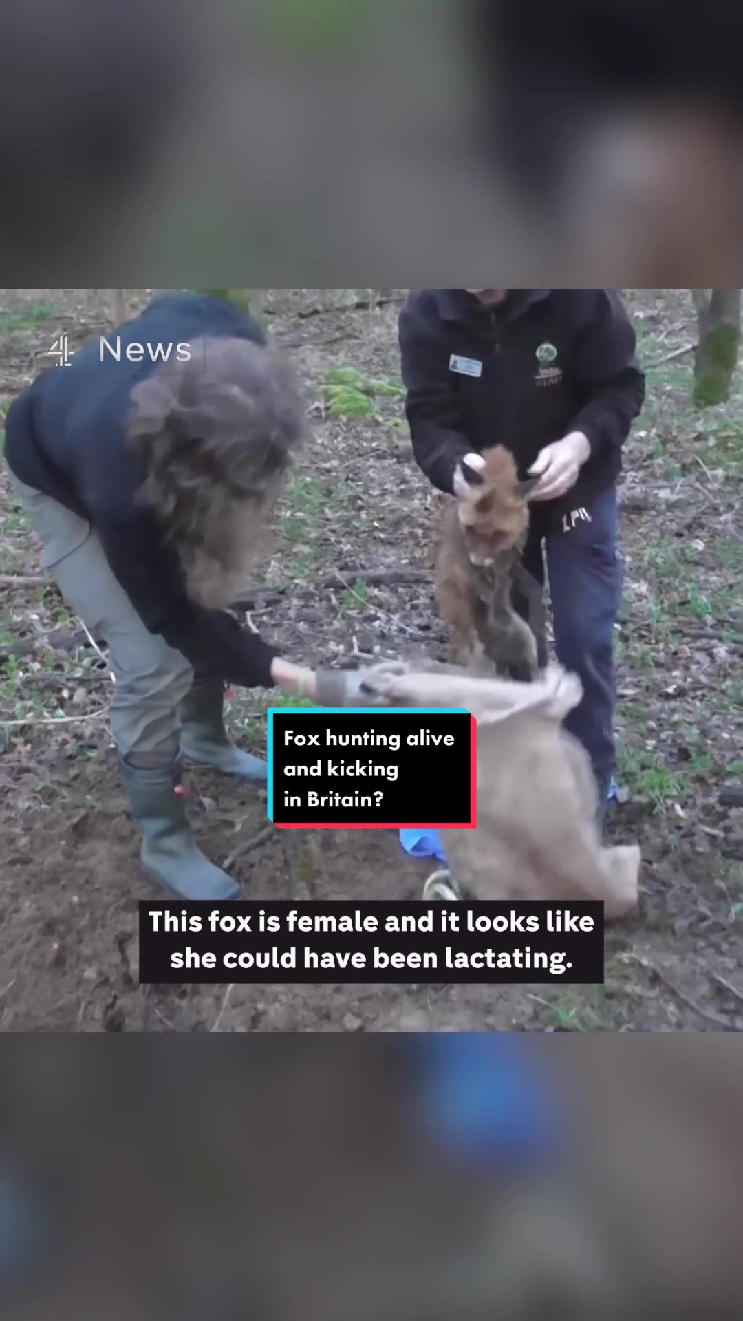 This is the moment a fox is rescued | Channel 4 News (@c4news)