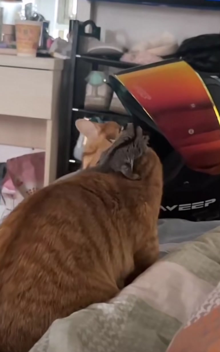 @FamilyPet