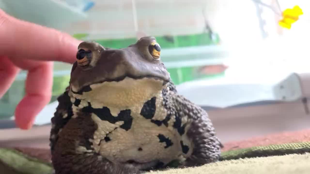 @toadhearted