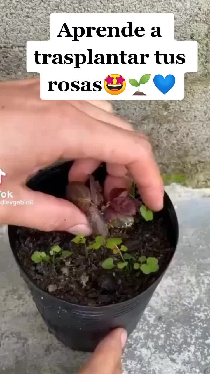 @Pasi&oacute;n a la jardiner&iacute;a🌺💦👈🏼