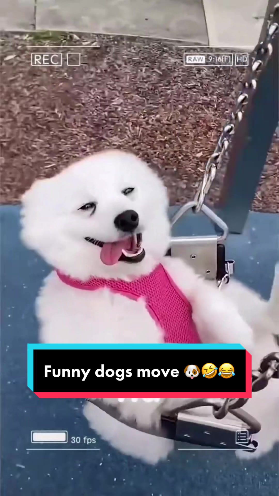 @Funny bunny