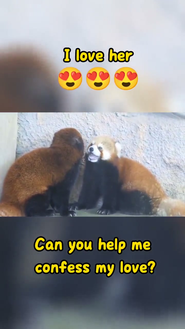 @littlepanda6487