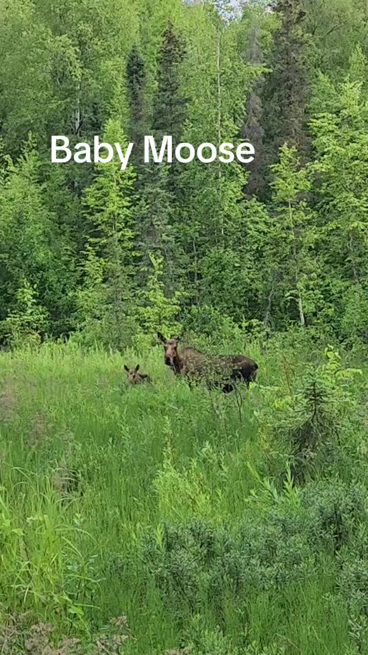 @Living off grid Alaska