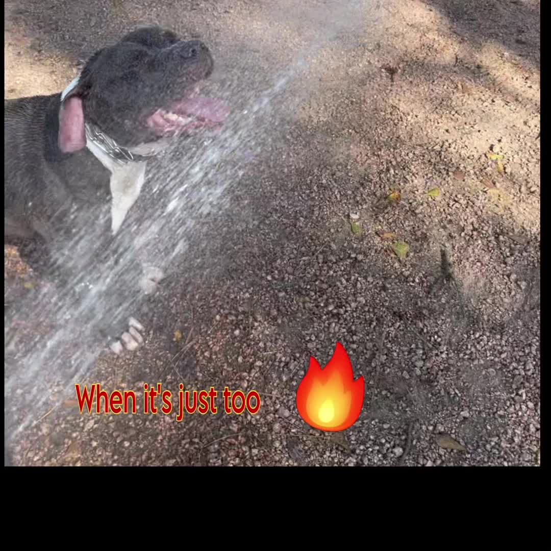 @AbandonedAnimalRescue