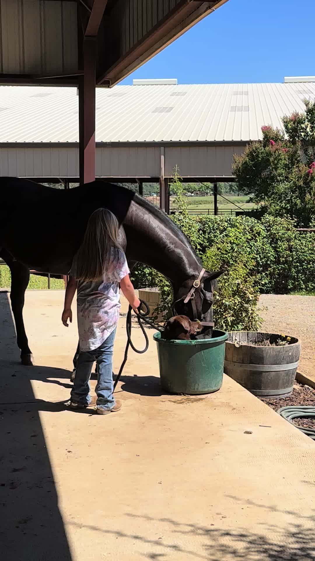 @Larson Performance Horses