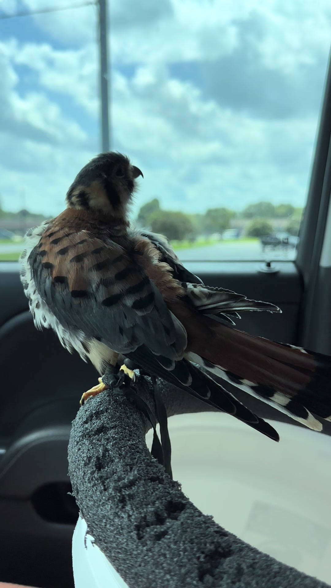 @jonesfalconry