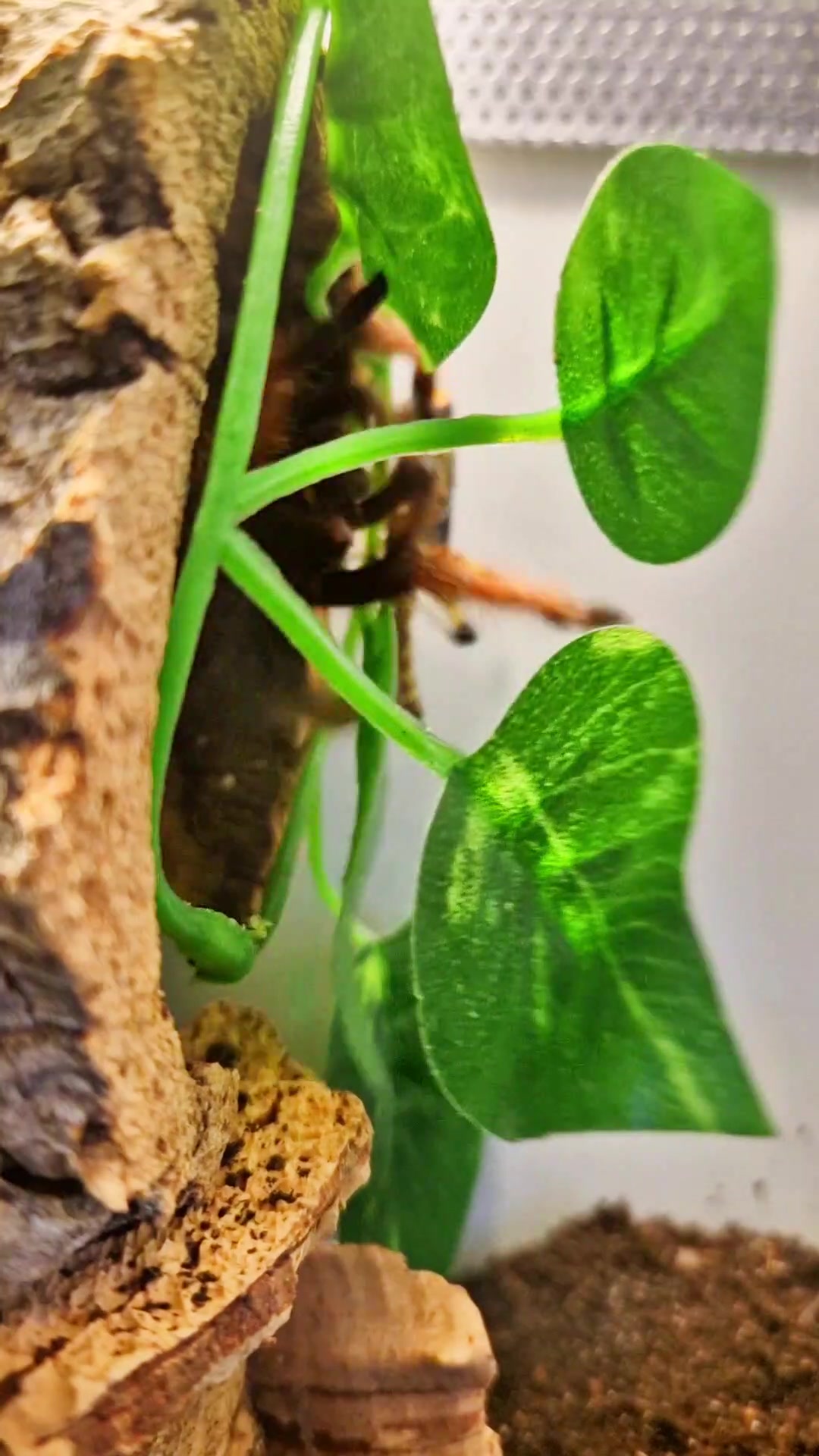 @brachypelma.de