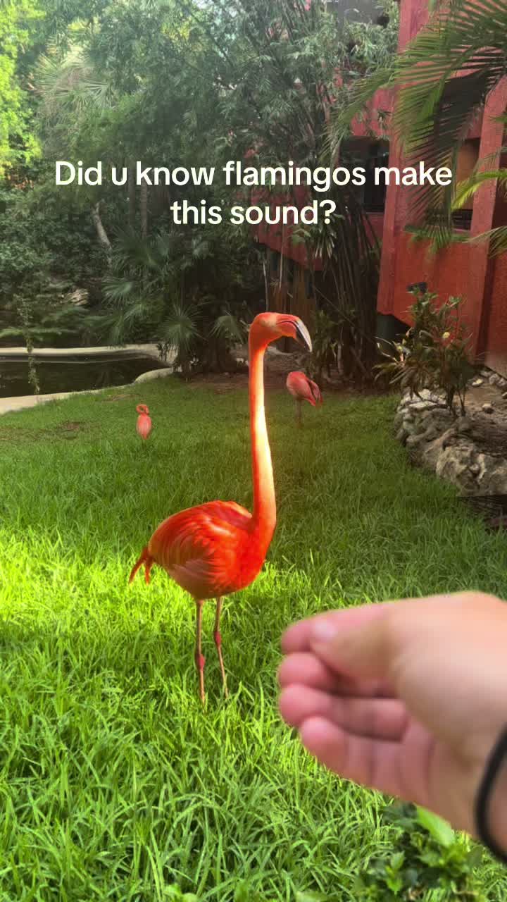 @Amandamay3434