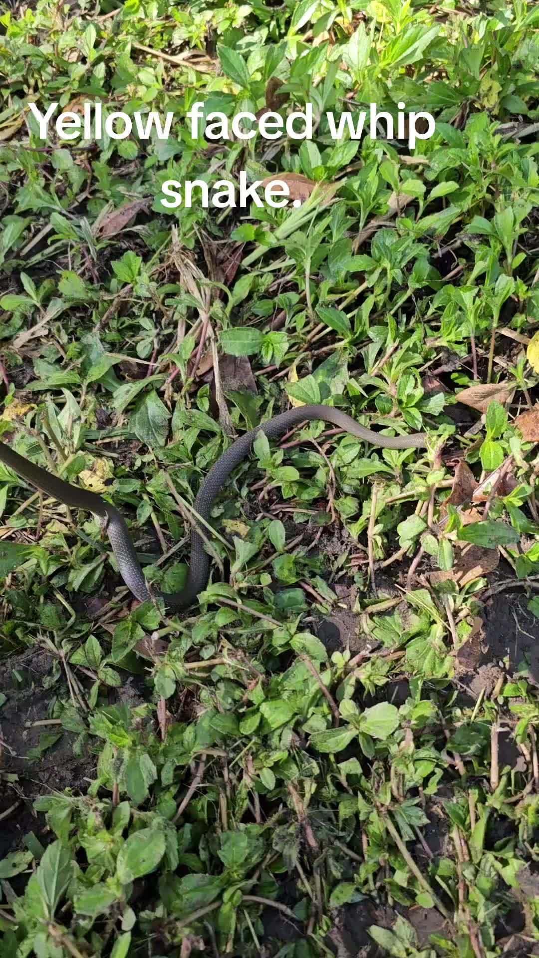 Mackay & Sarina Snake Catcher (@australiansnakechick) - Urlebird