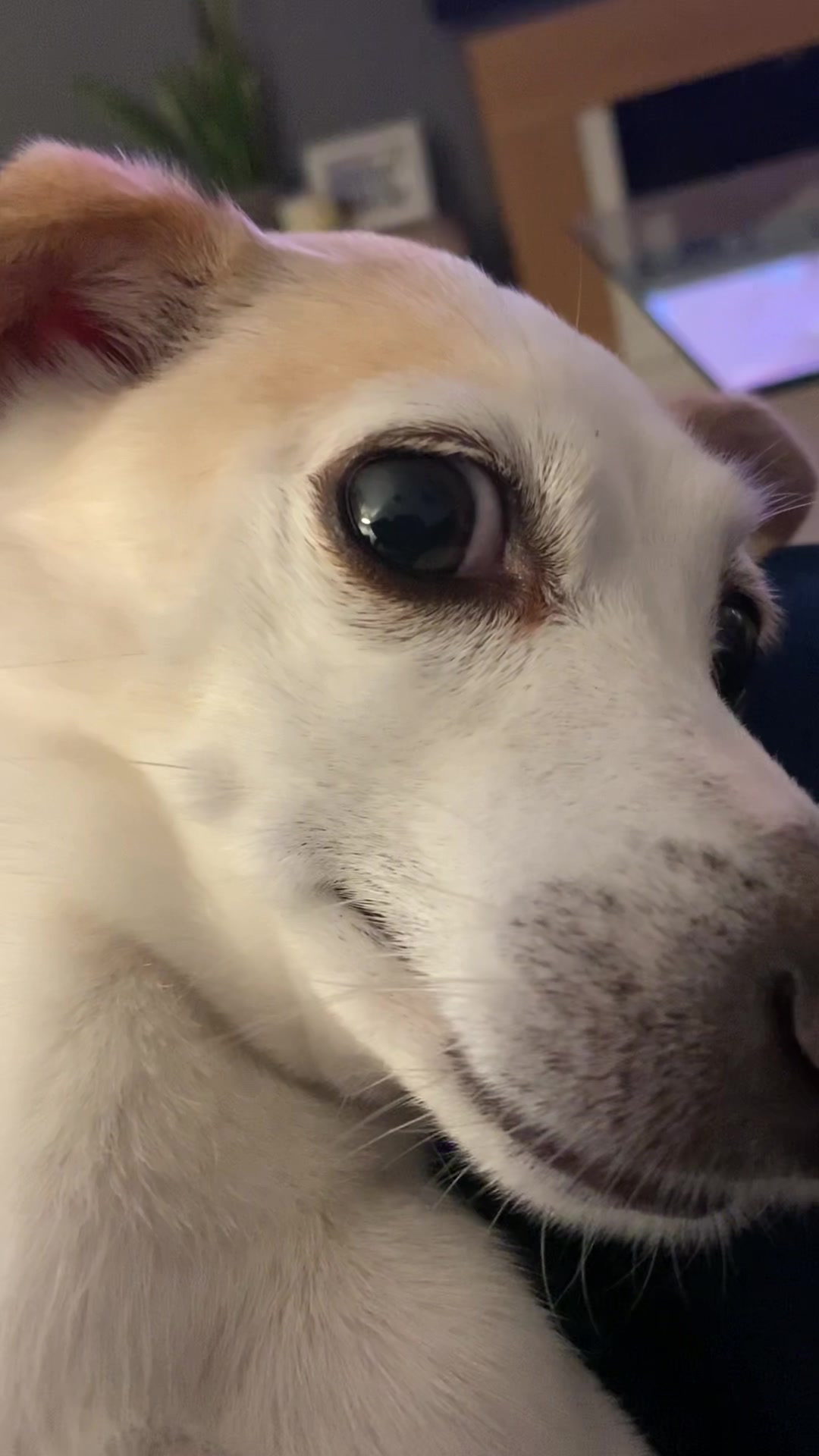 @Nala