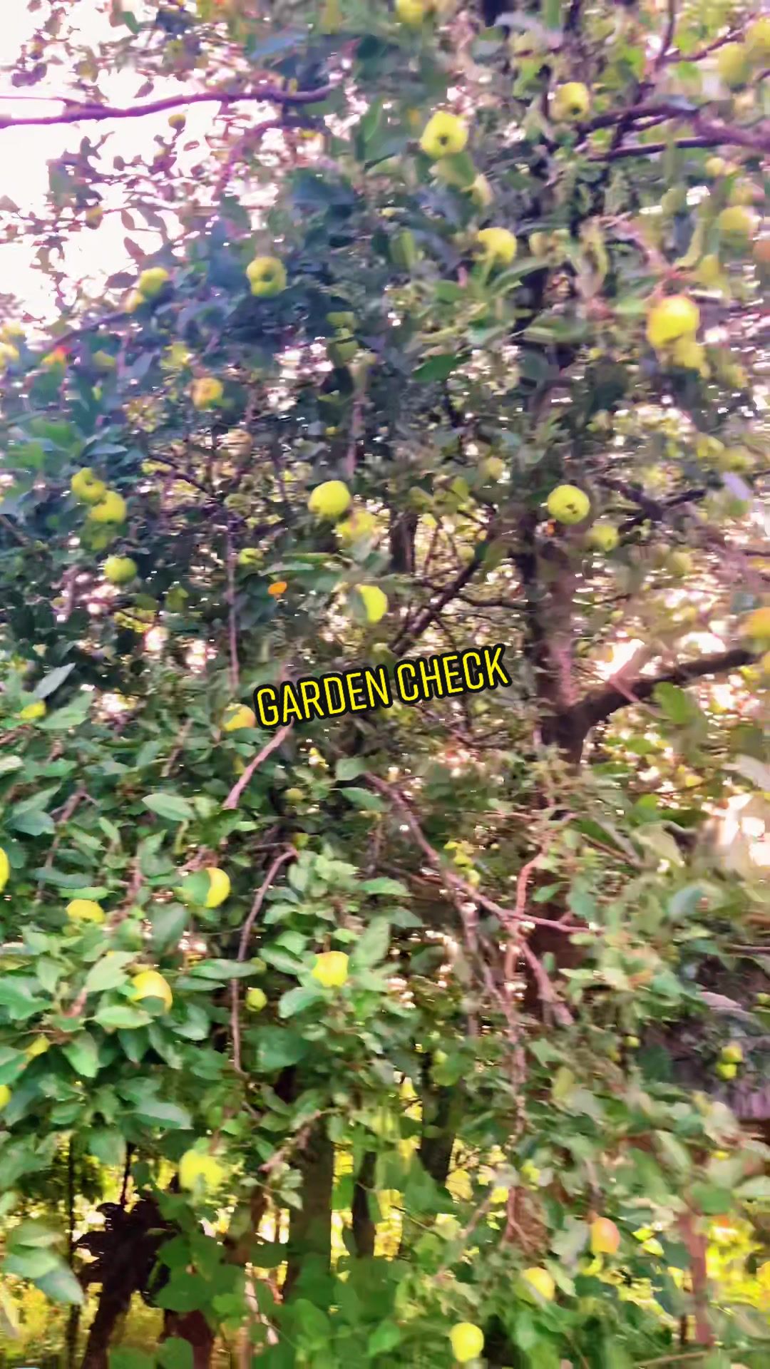 @CalebCreditt