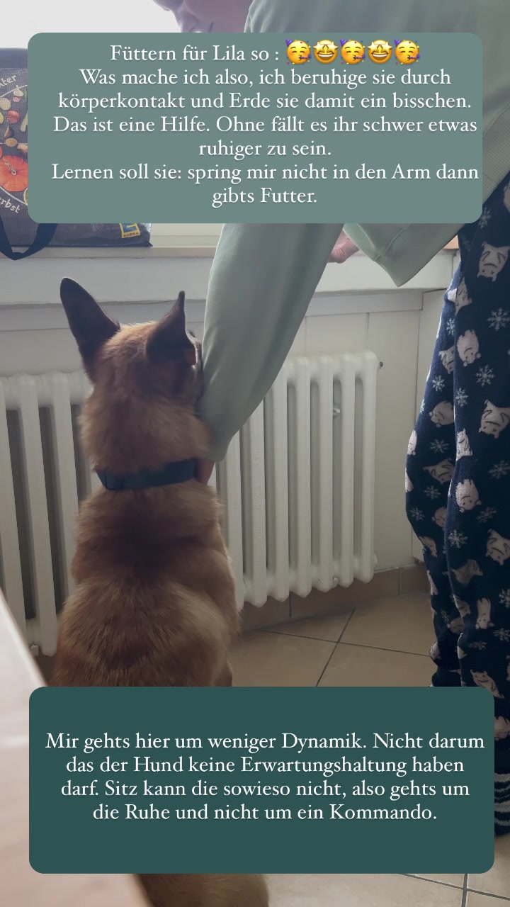 @Antonia | Hundetrainerin