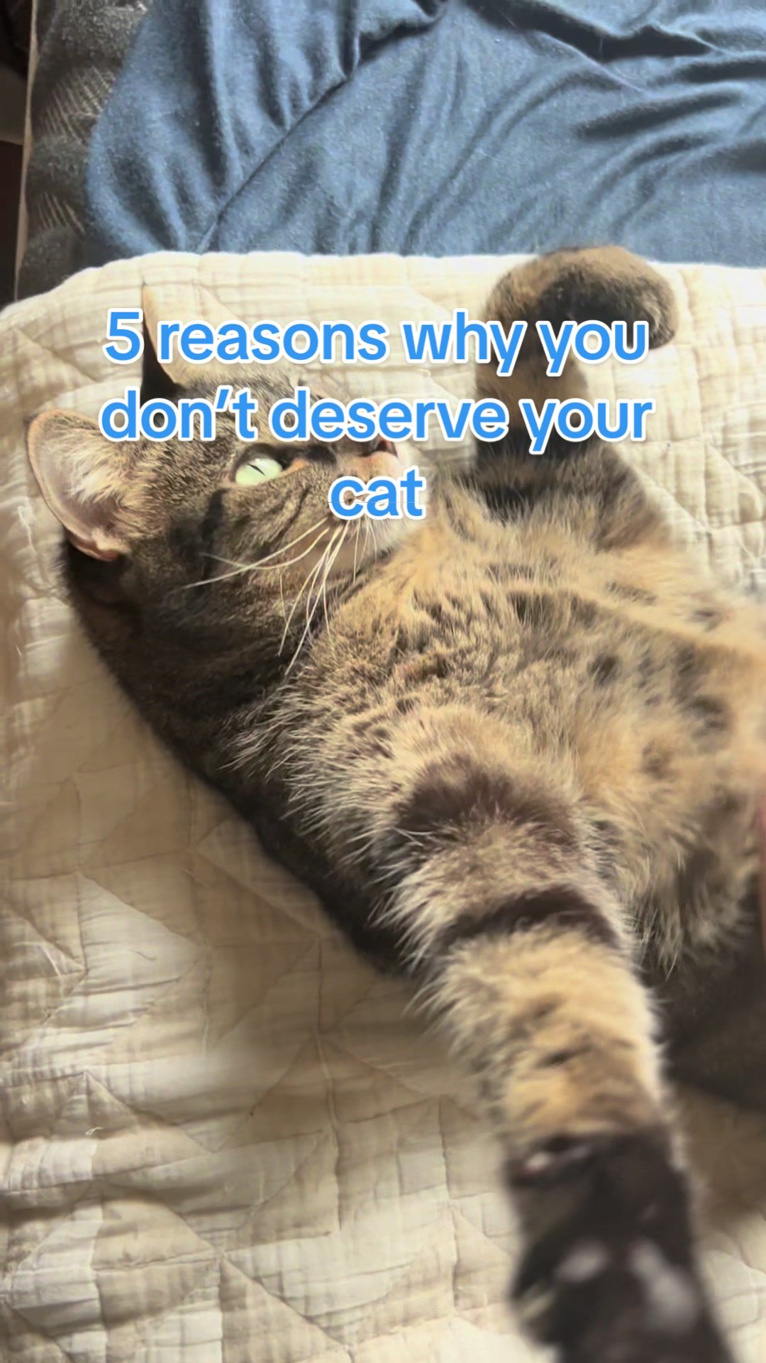 @Five.Meows