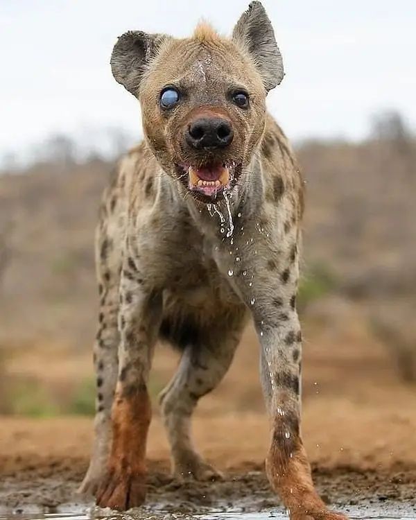 @dark_animals