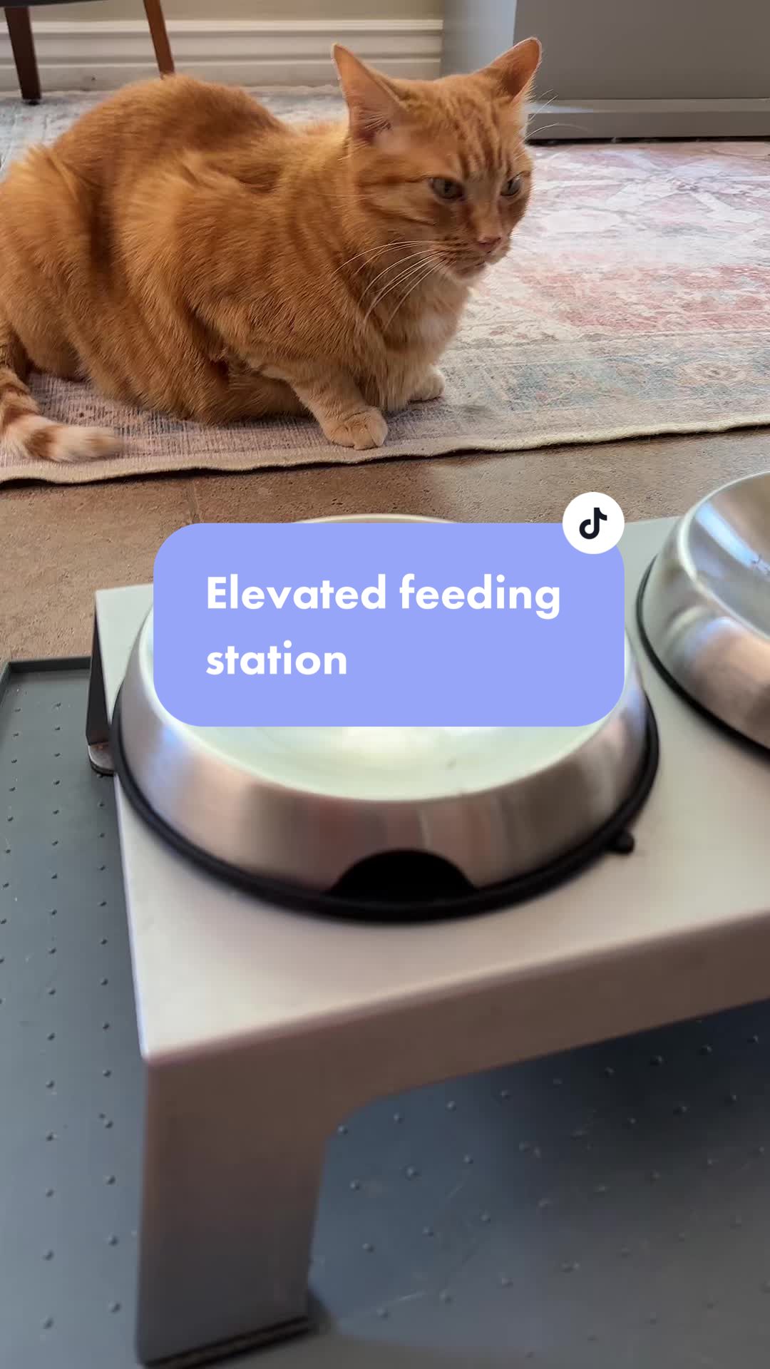 @Feminist Kitty | Cat Nutrition