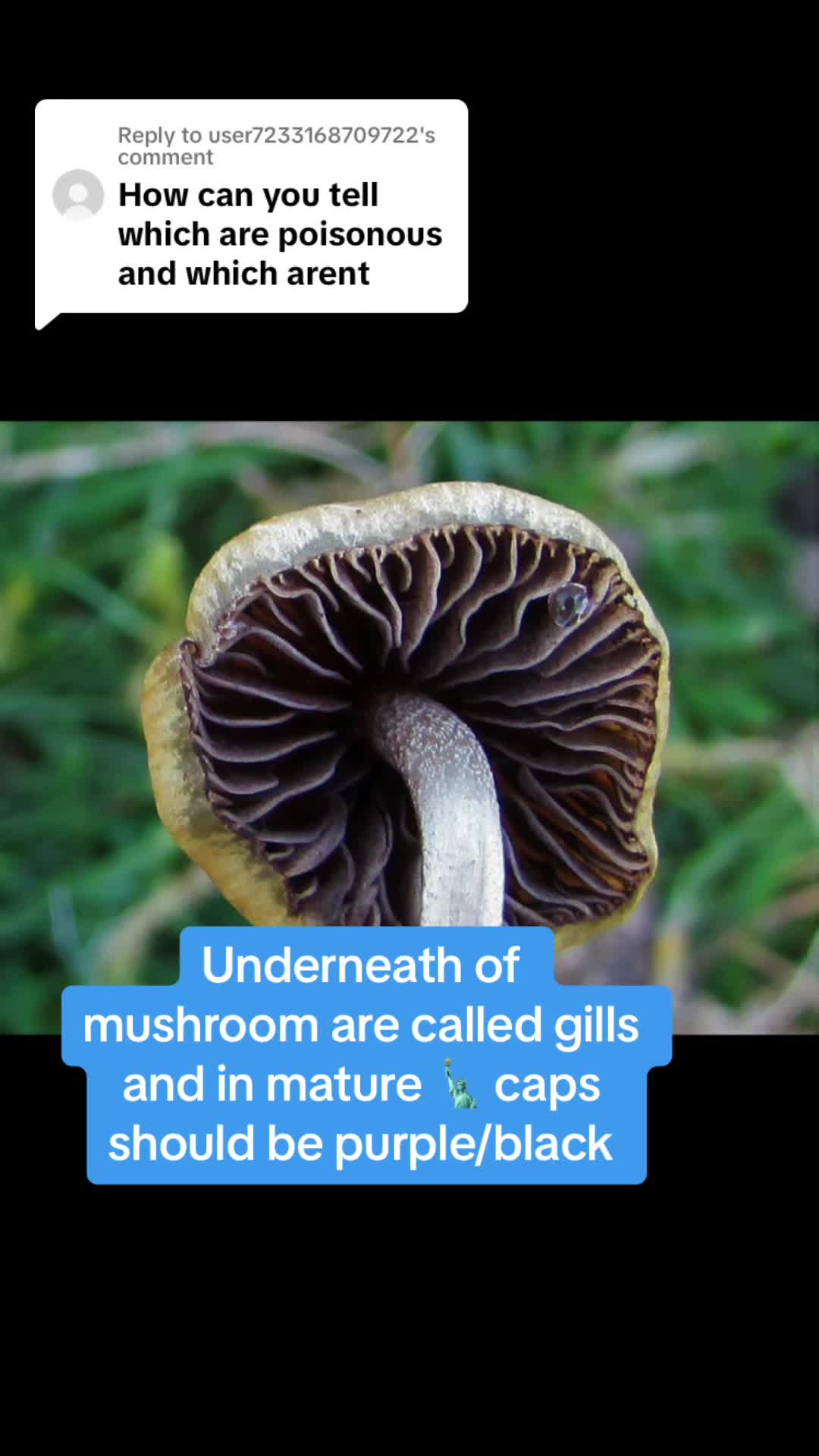 @The Silk Footpath 🍄