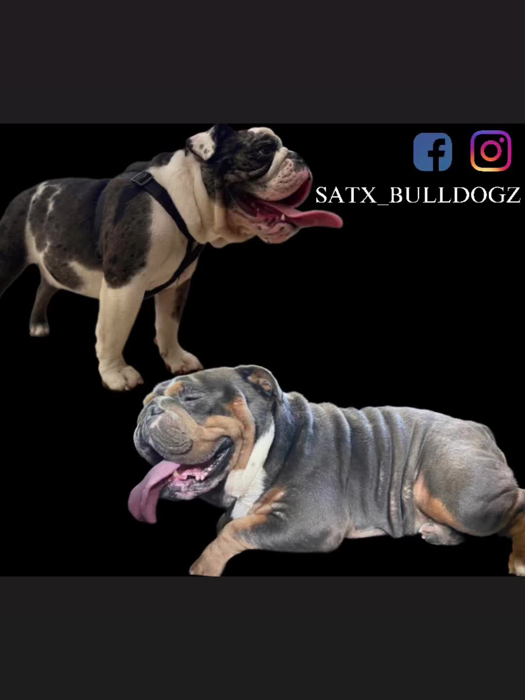 @SATX_BULLDOGZ