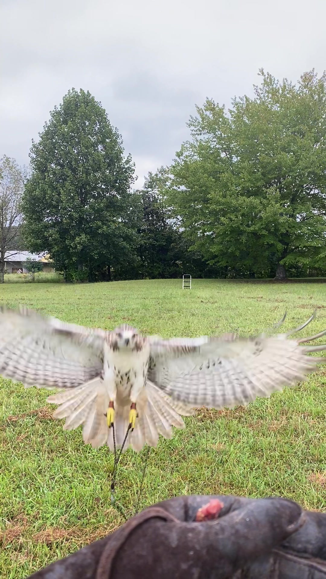 @jonesfalconry