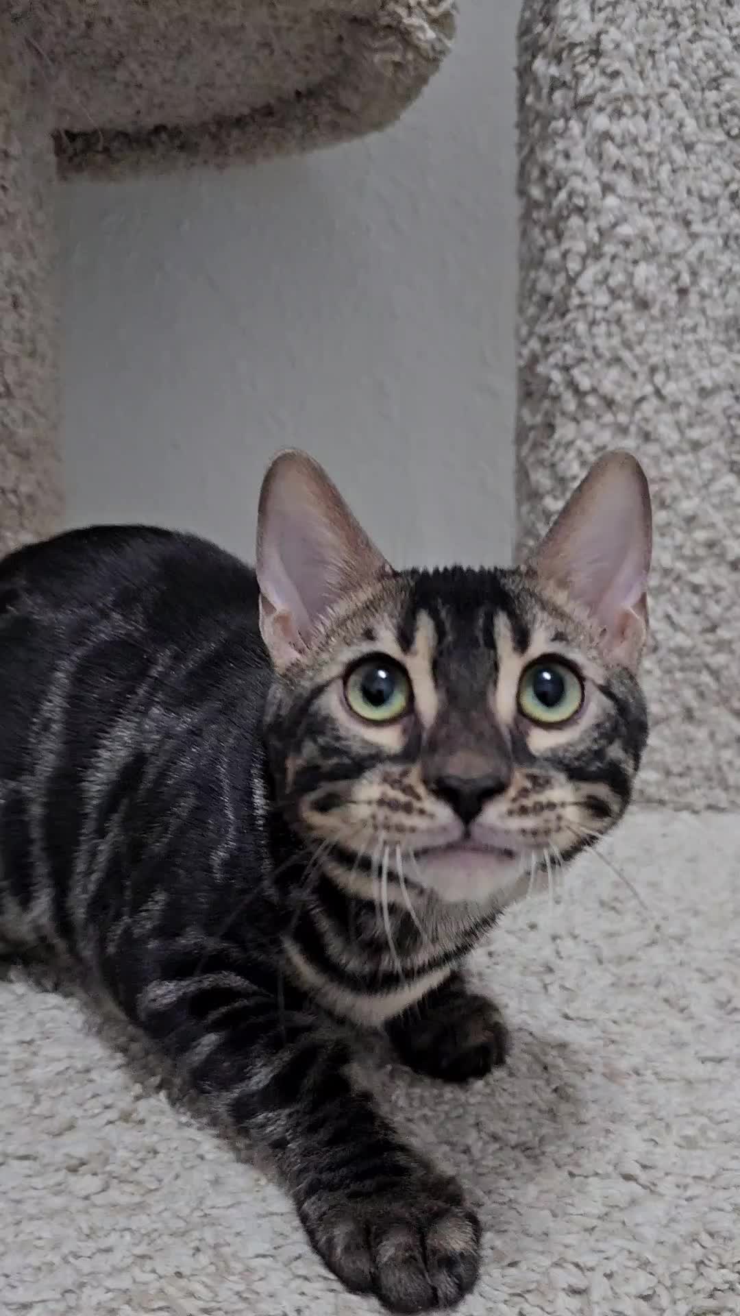 @uniqueprintsbengals