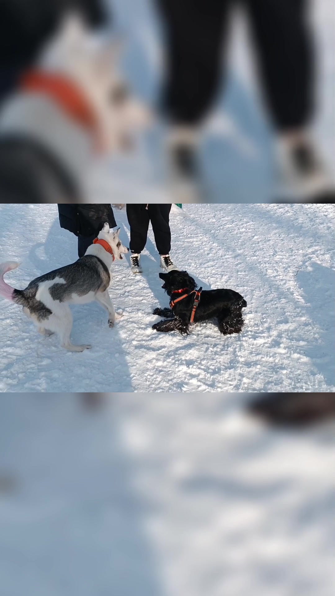 @шакалёнок