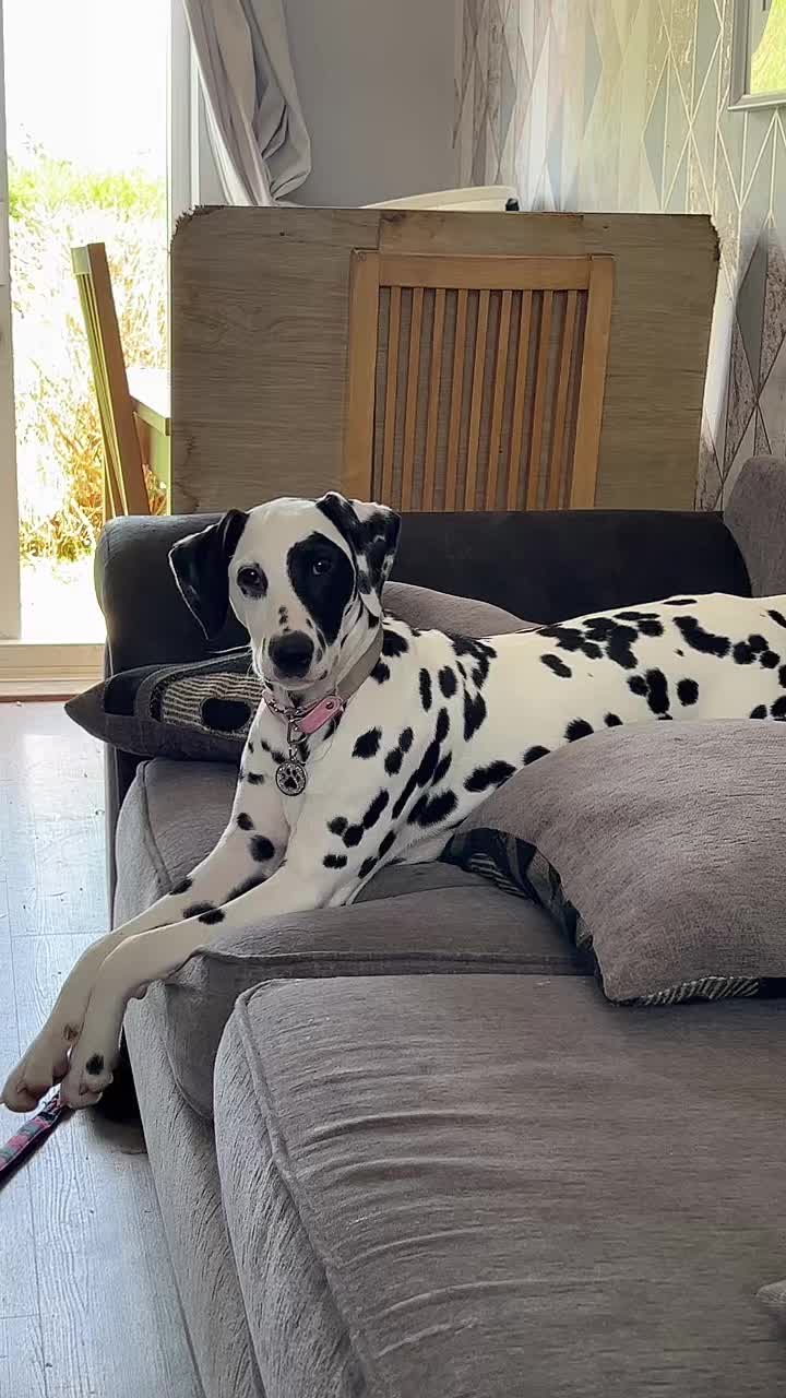 @Winter Dalmatian