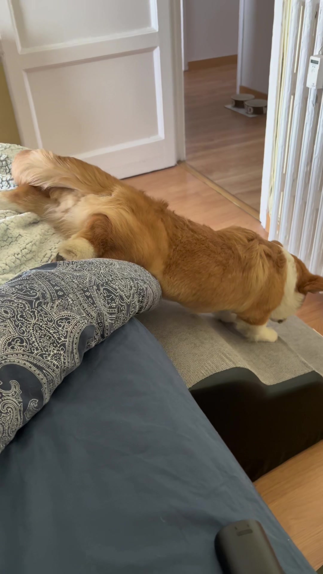 @Monty the Pembroke Welsh Corgi