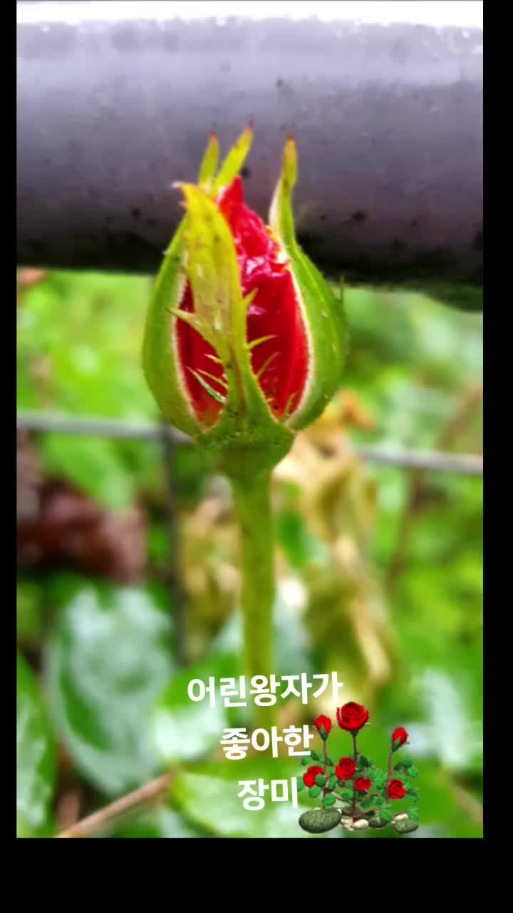@도보여행가 김도경