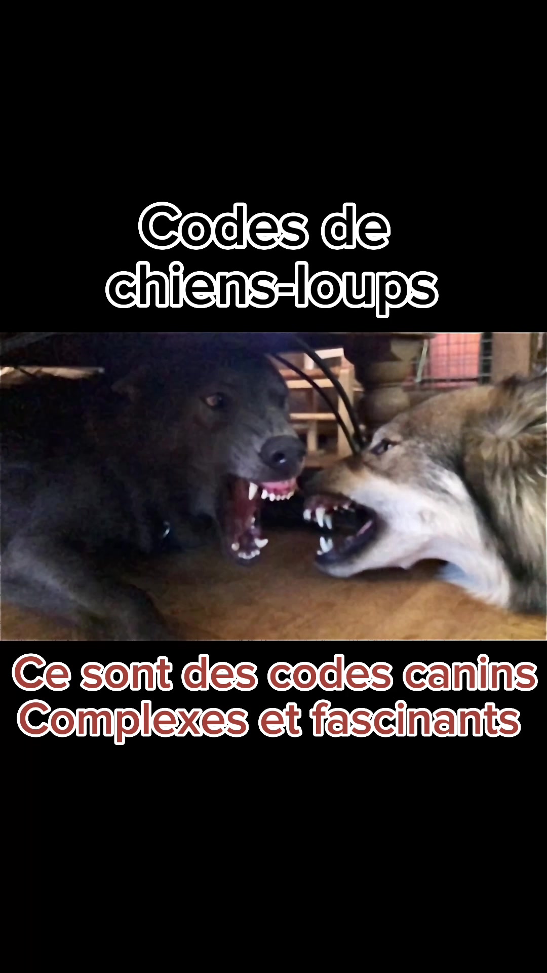 @🐺 Ragnar_et_sa_meute 🐺