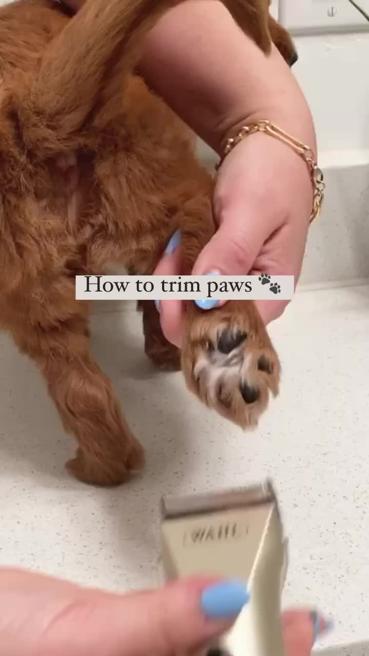 @Pupwell
