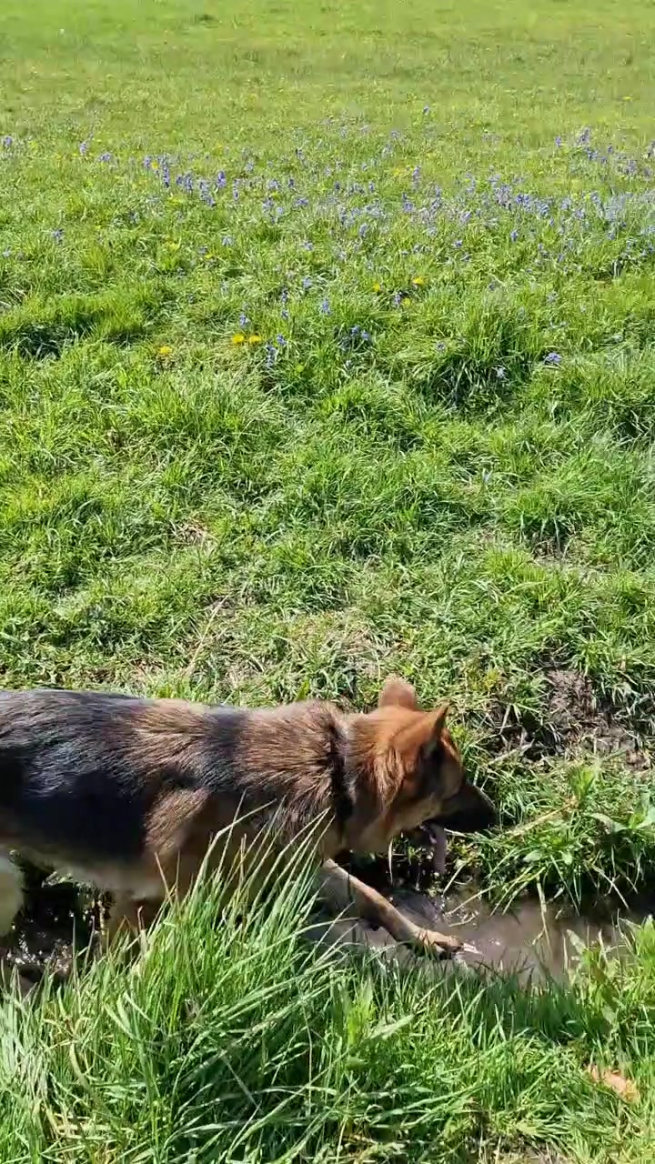 @woofTowalk