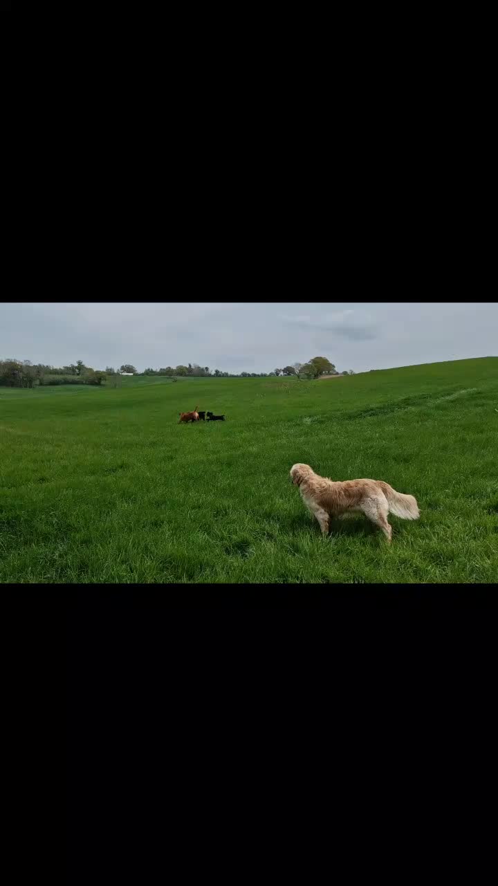 @woofTowalk