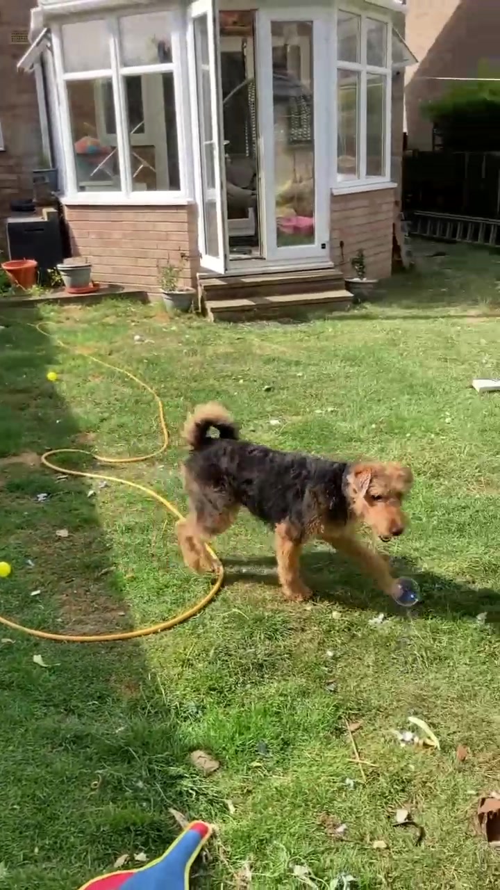@Archie the Airedale terrier