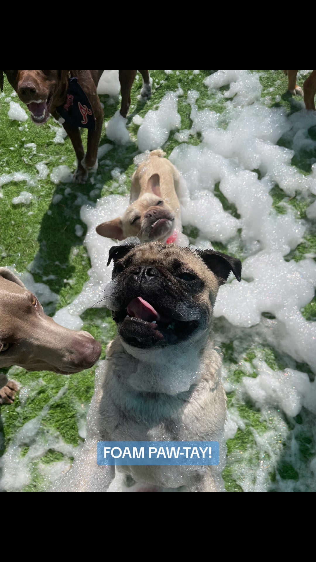 @Hound Housing Doggie Daycare