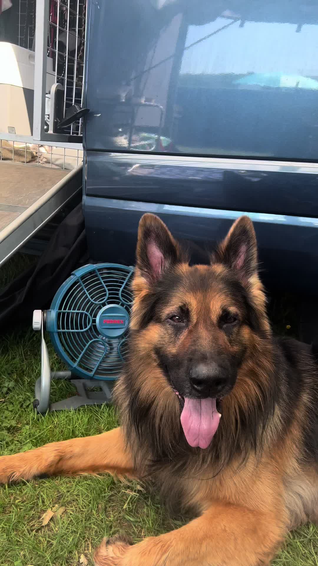 @TheGSDhubwithjennygould