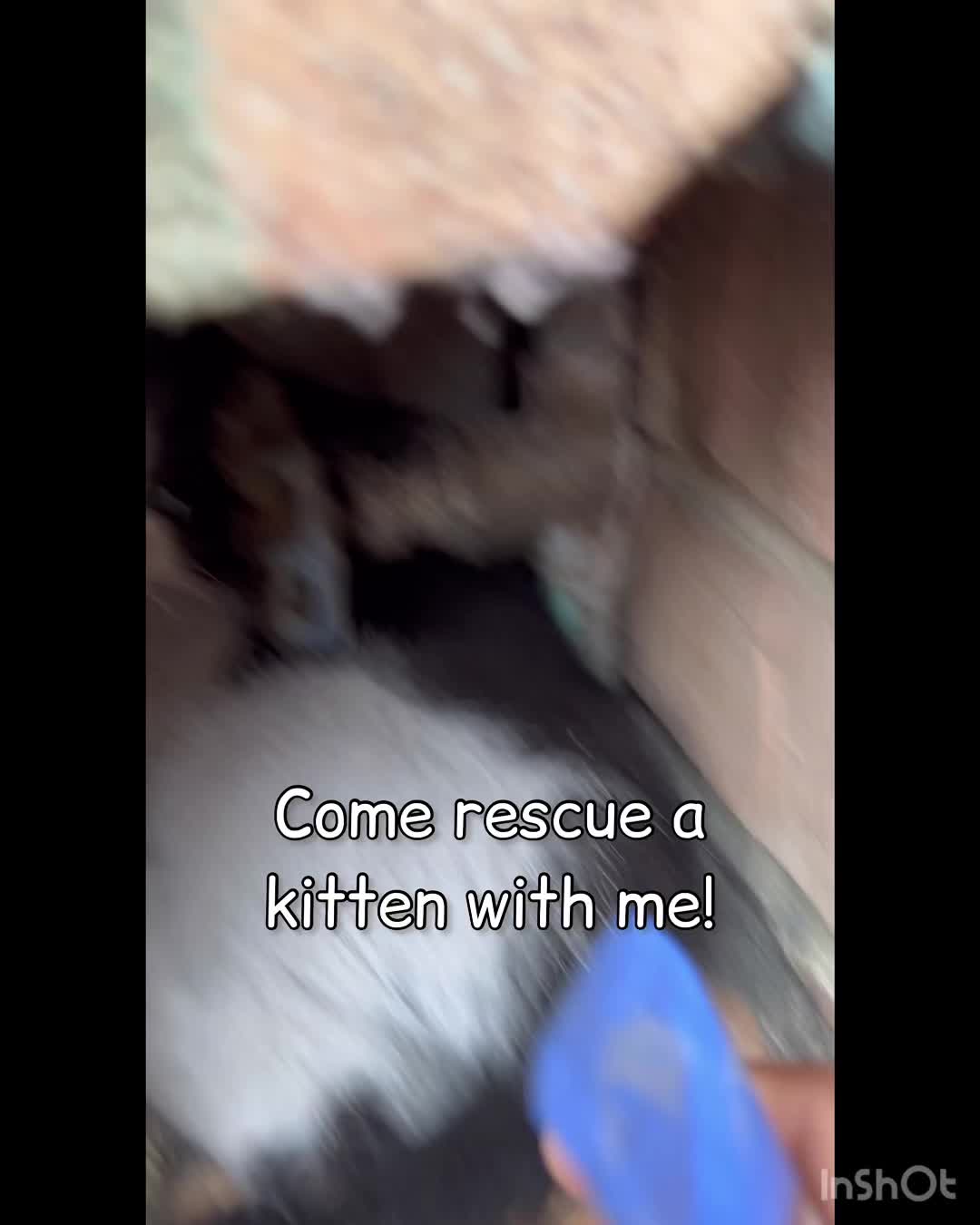 @The Brooklyn Rescues