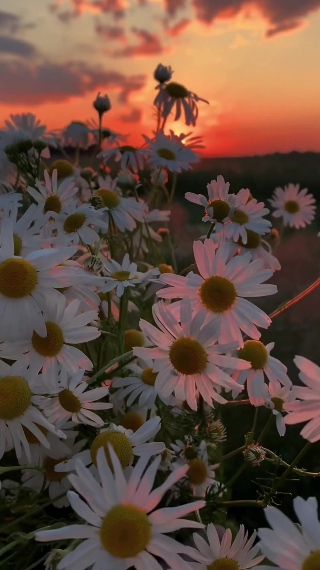 @𝓔𝓲𝓻𝓮𝓷