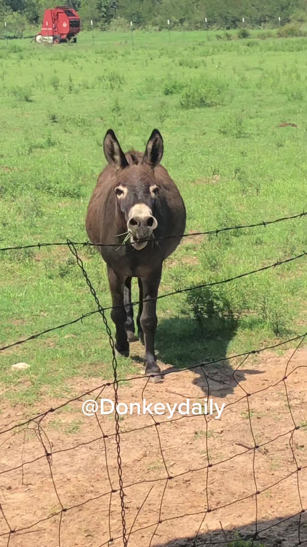 @DonkeyDaily