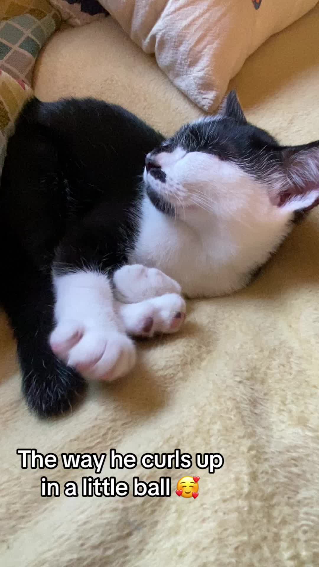 @Lennon & Ringo the kittens