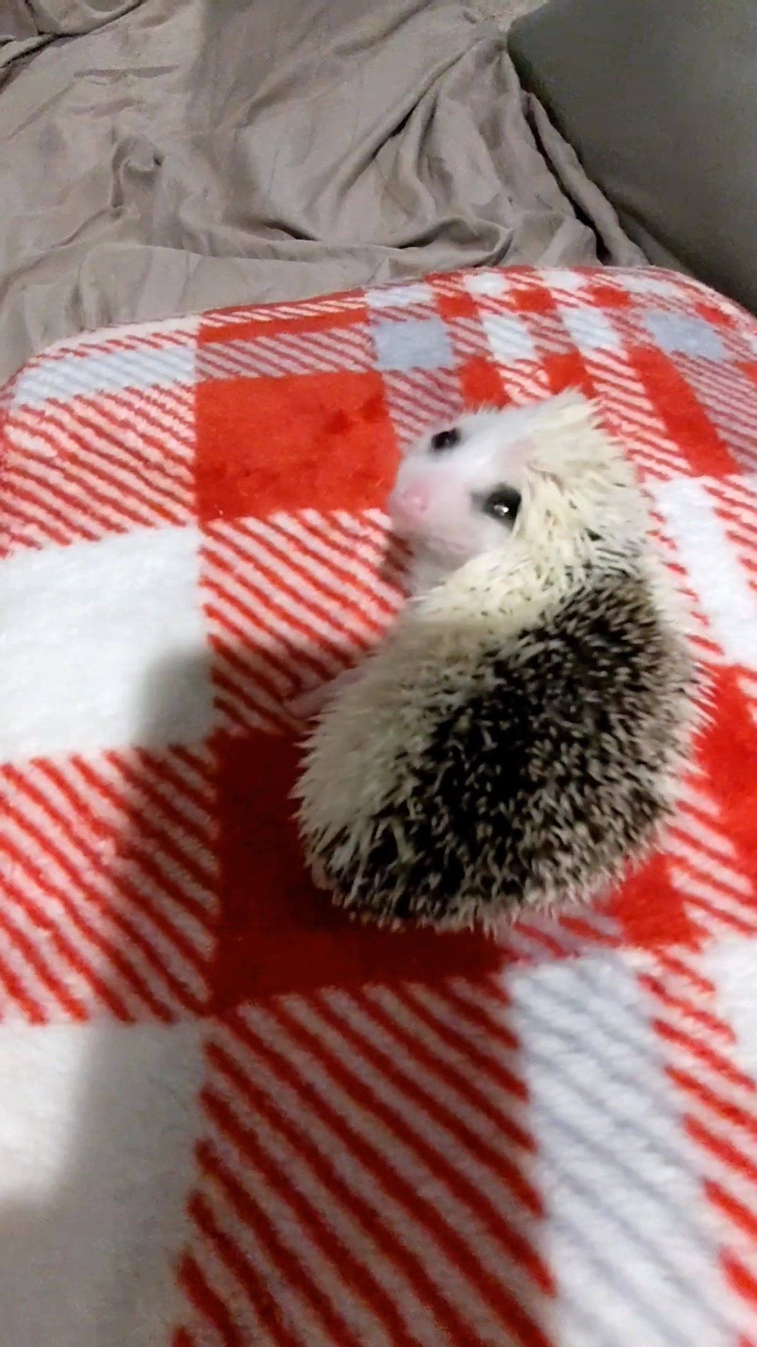 @hedgehogprecision