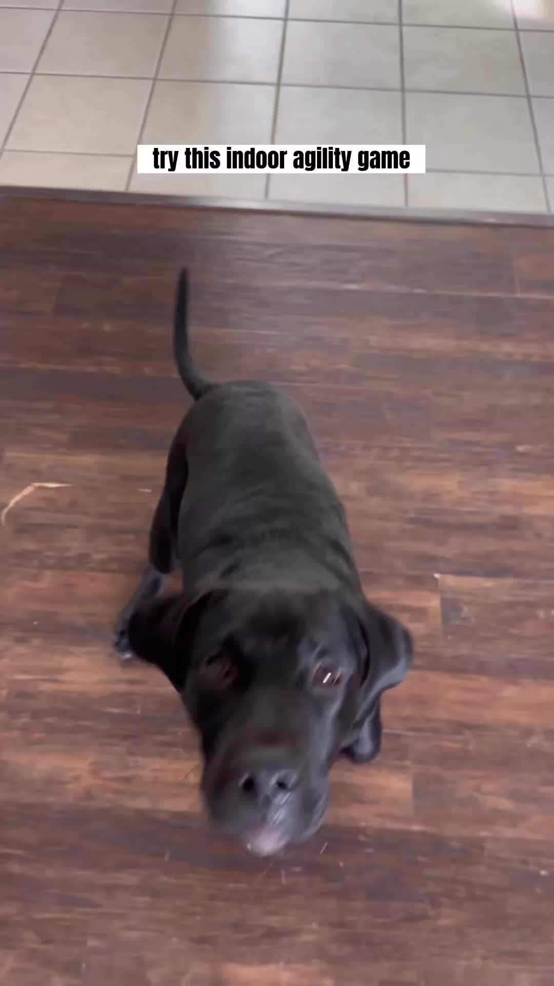 @PetFitness