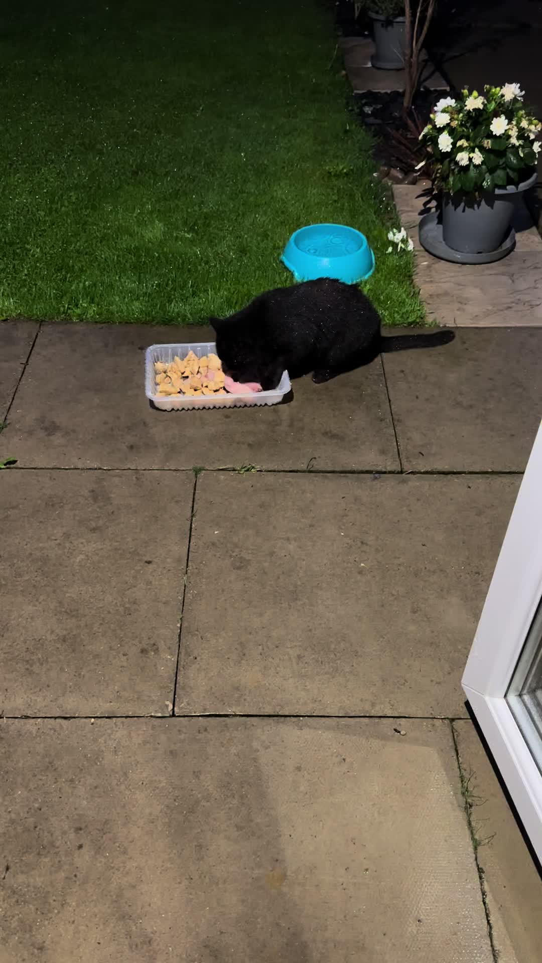 @SeanRescuesAnimals
