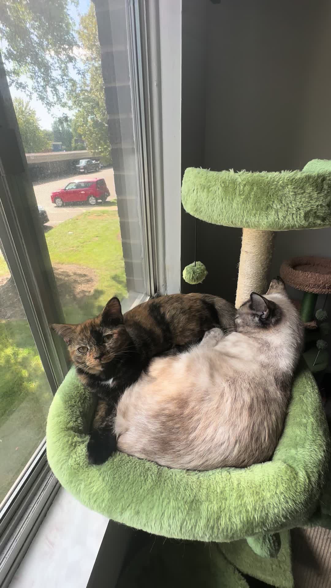 @KittyFam