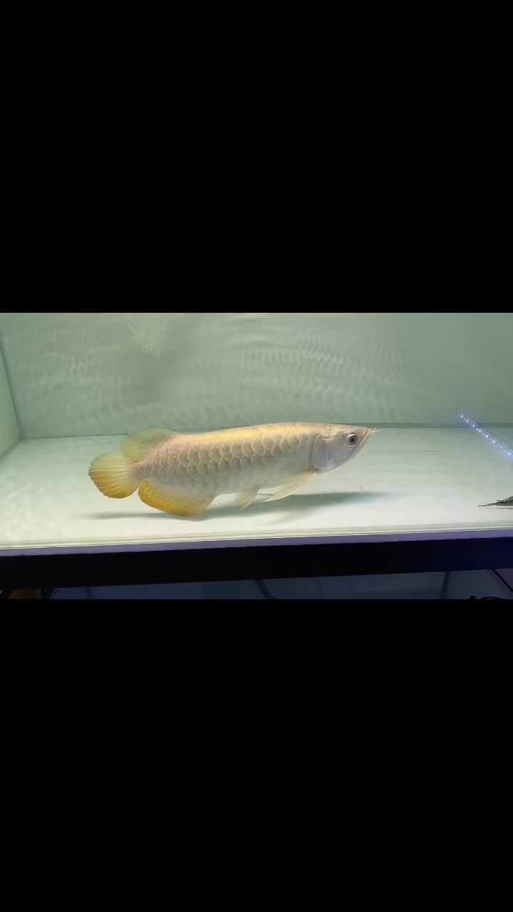 @RS AROWANA EMPIRE