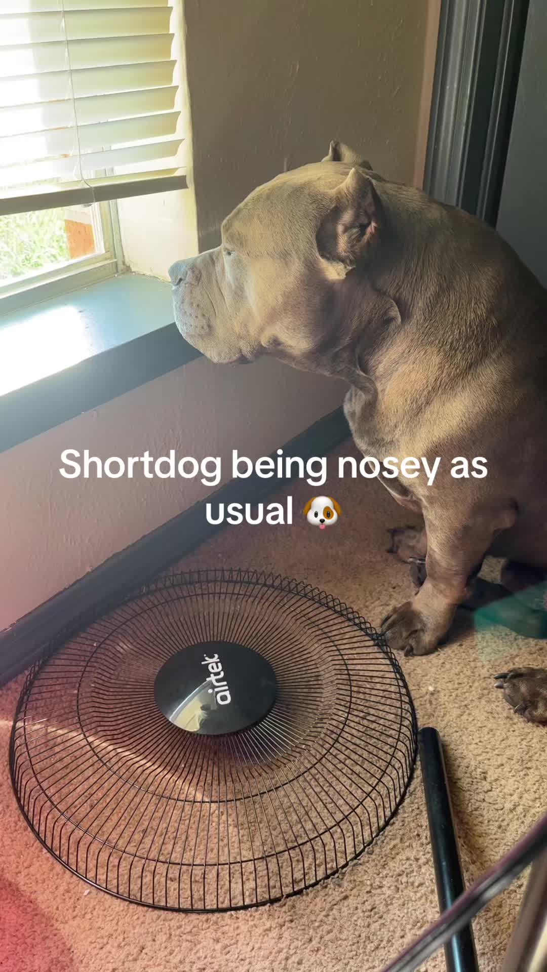 @poohbie2trill&shortdog