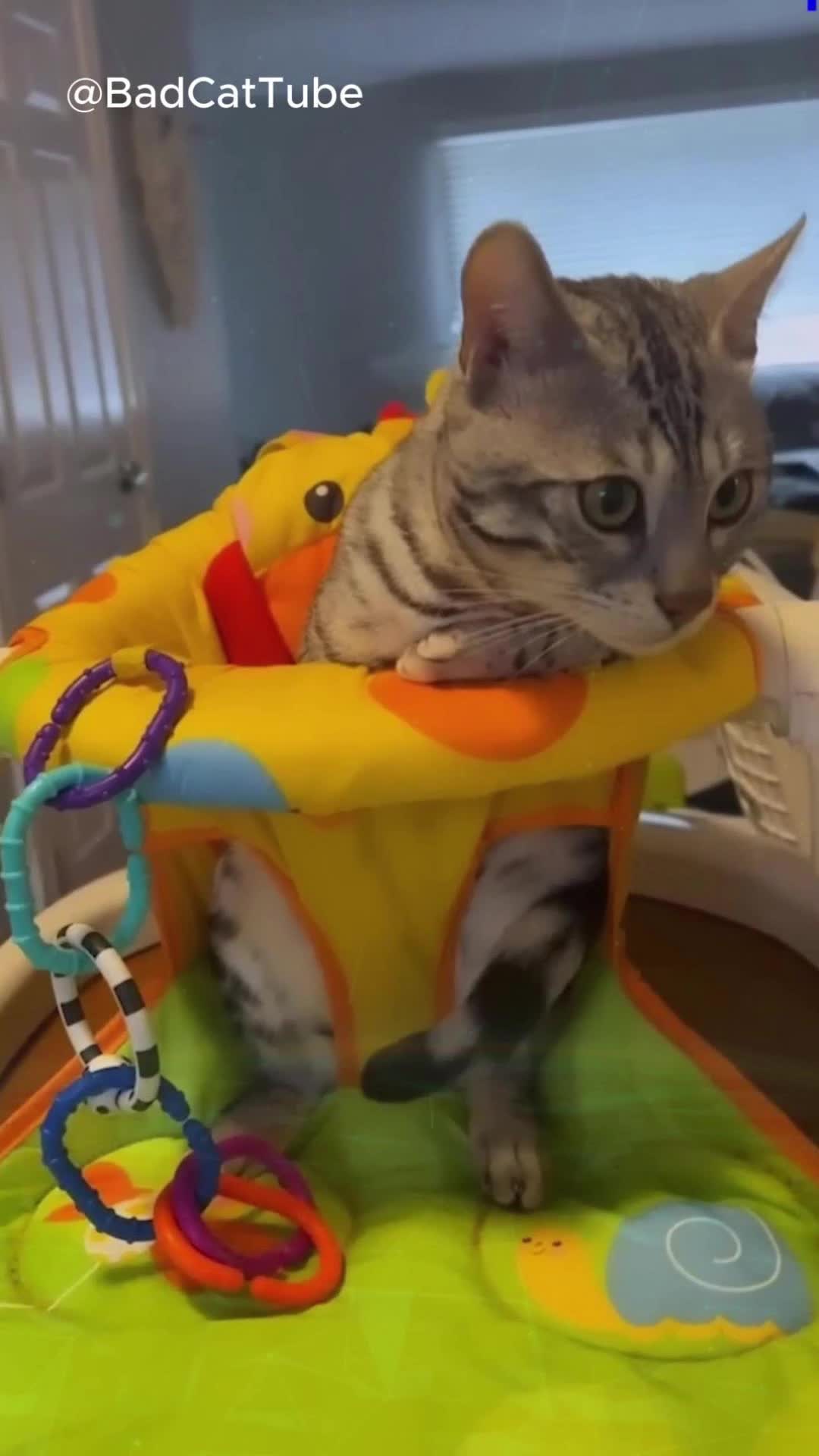 @Funny Animals