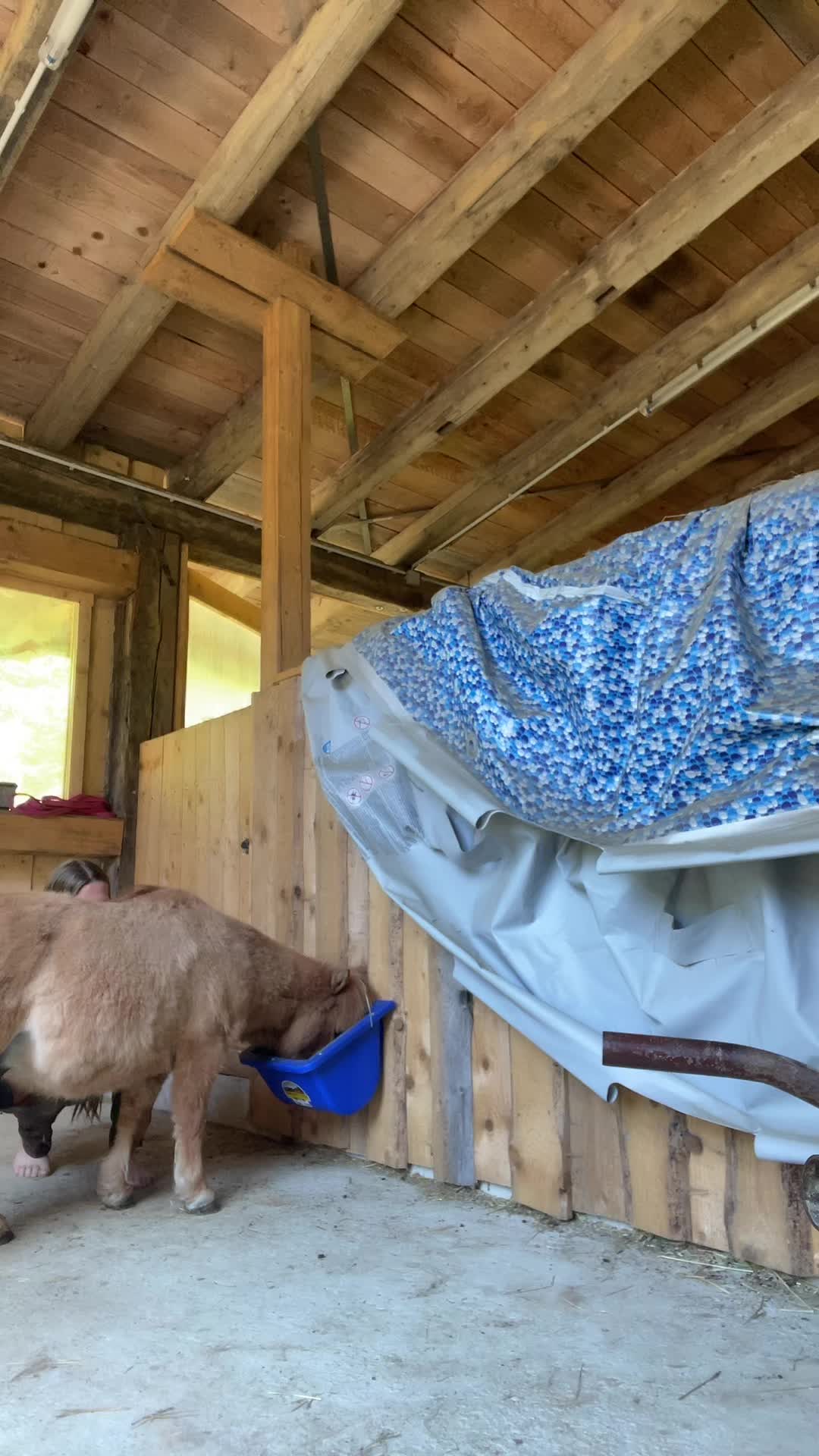@HafiHorse2