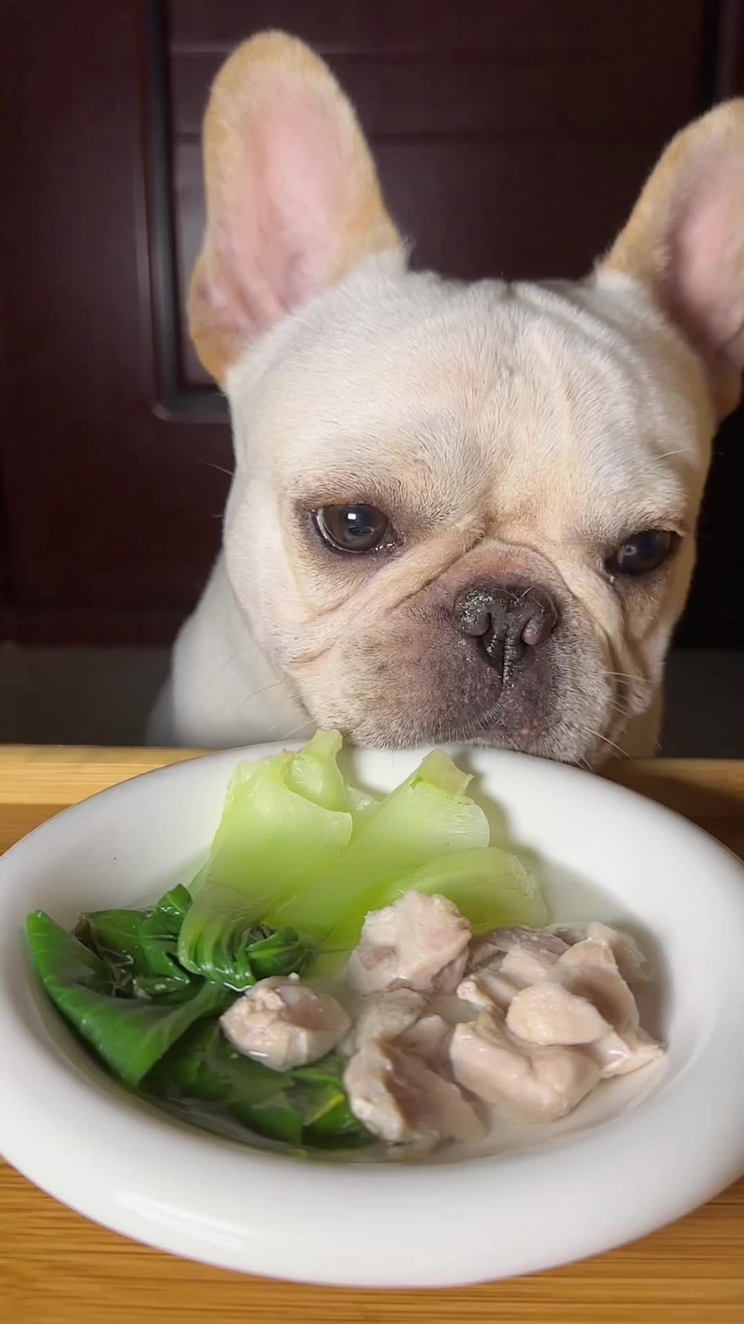 @dog eat