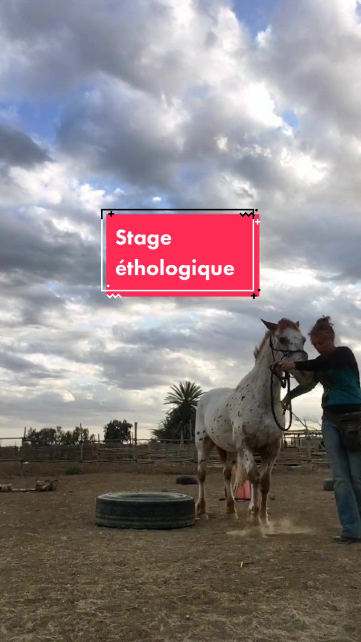 @Les&ensp;&eacute;curies&ensp;de&ensp;la&ensp;roseraie