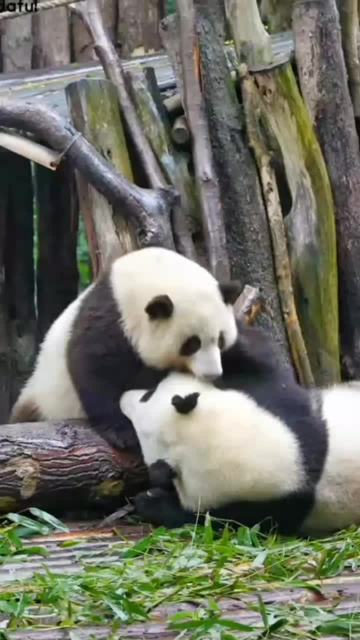 @Ởđ&acirc;yc&oacute;sựđ&aacute;ngiucủa HoaHoa 🌸